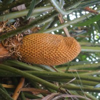 Cycas zeylanica (J.Schust.) A.Lindstr. & K.D.Hill